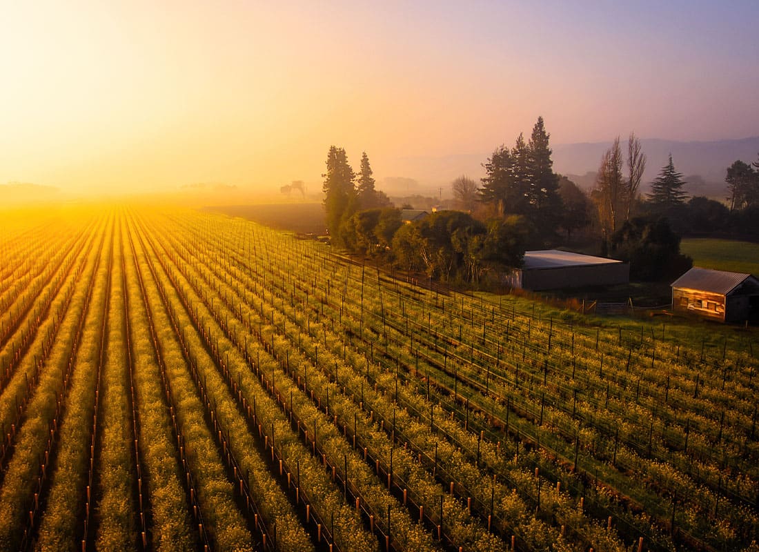 Contact - Sunrise Over Chardonnay and Wild Mustard Fields in California
