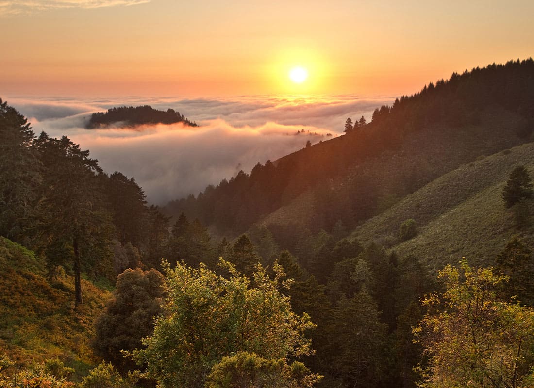 Insurance Solutions - Dense Fog Over Pacific Ocean in Coastal California Forest at Sunset