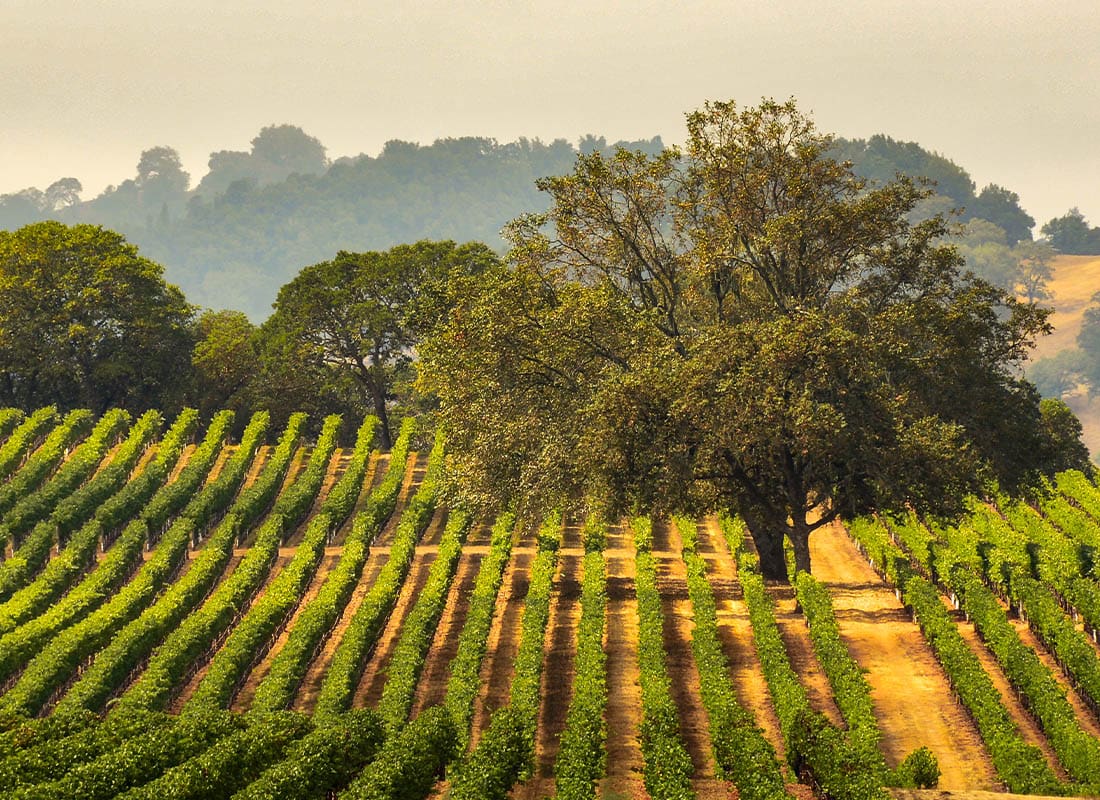 Lodi, CA - Hillside Vineyard Landscape with Oak Trees at Dawn Near Lodi, California